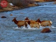 Elk Herd Crossing Salmon River