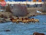 Crossing Salmon River Elk Herd
